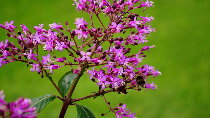 flower, bee, pollination, branch, 4k