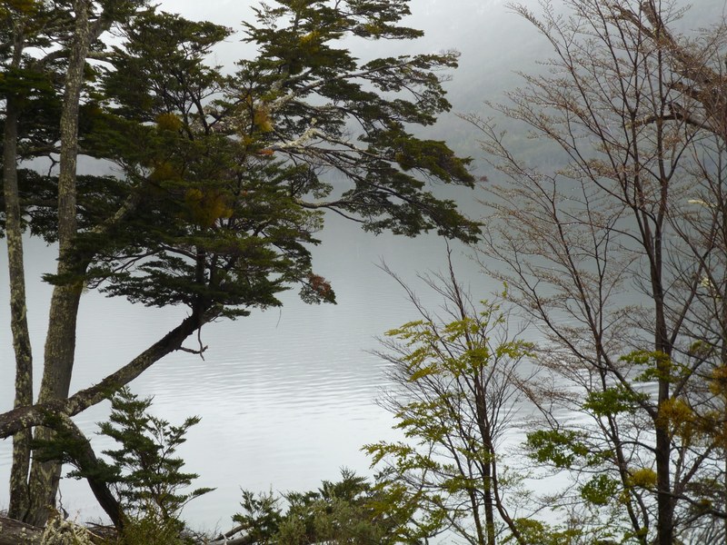 trees and bushes partly obscuring a mist shrouded lake, trees in front of a misty lake 4k
