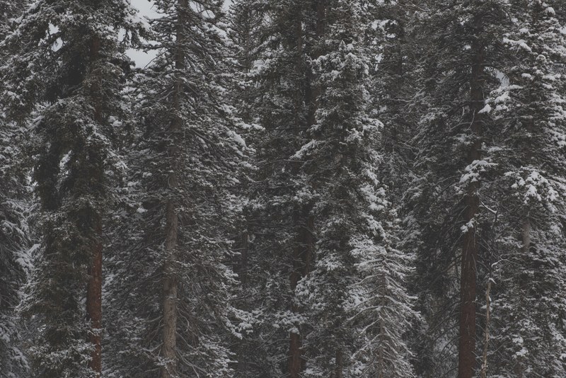 snow covered trees in mountain village colorado, winter colorado forest 4k