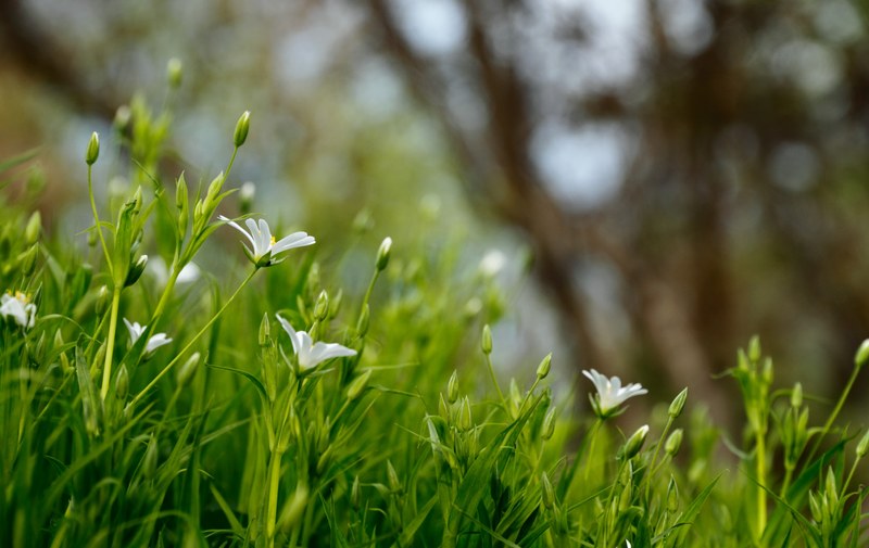 white flowers coming into bloom in a green meadow, white flowers in a meadow 4k