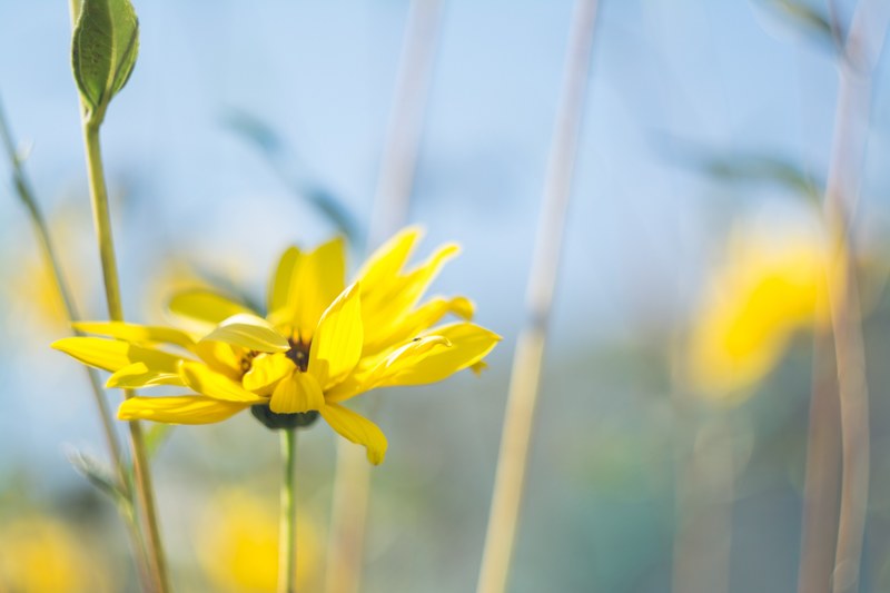 a macro shot of a yellow flower with long petals in blossom, yellow flower in macro 4k
