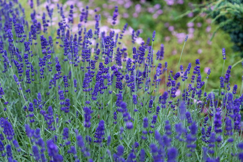 a large grouping of lavender flowers, lavender meadow 4k