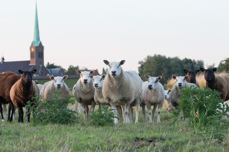 flock of sheep stands in a field near a chapel, countryside sheep 4k