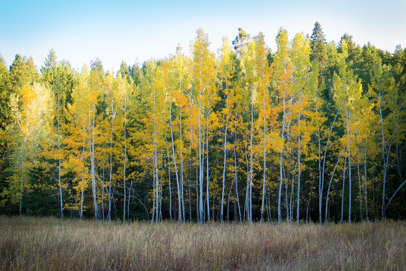 bright yellow and green birch trees line the edge of a forest in leavenworth, yellow and green 4k