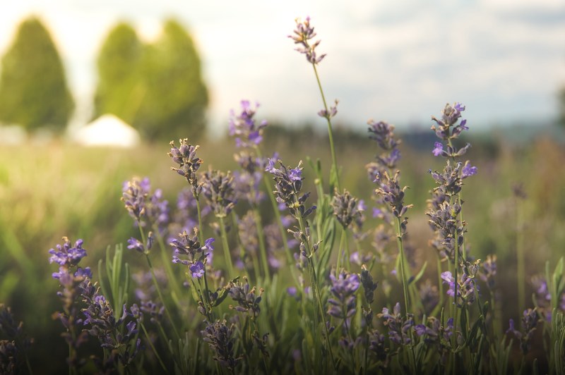 lavender flowers in a sunny meadow, sweet scented lavender 4k