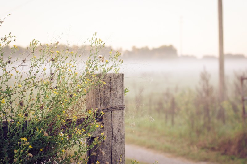 fencepost and wildflowers at the start of a rural road, wildflowers on a rural path 4k