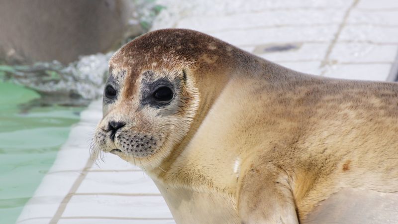 sea lion, face, eyes, 4k