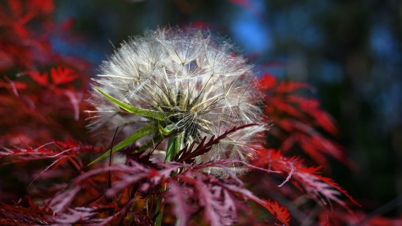 japanese maple, dandelion, fluff, plant, 4k