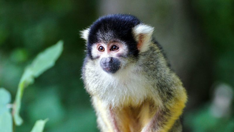 sajmir, monkey, small, color, 4k