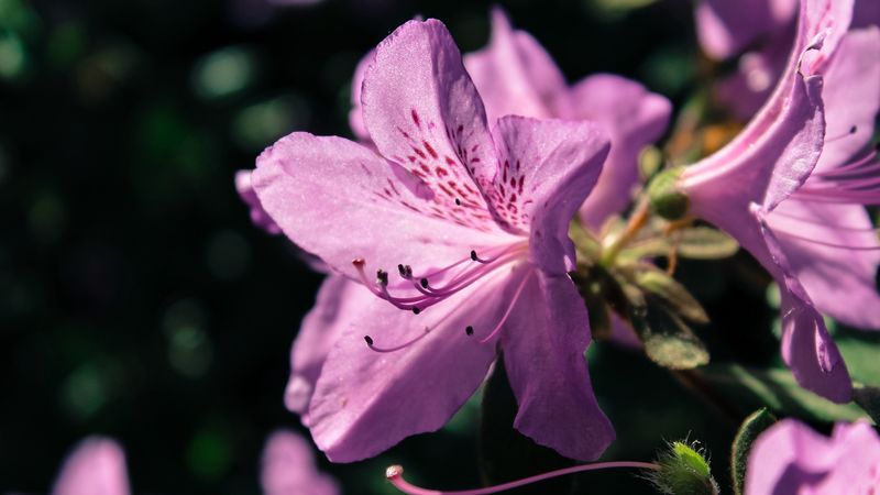 rhododendron, flower, petals, lilac, 4k
