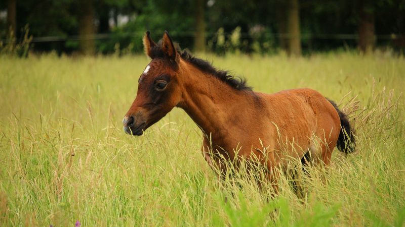 horse, colt, pasture, meadow, 4k