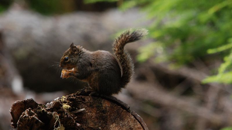 squirrel, tail, eating, fluffy, 4k
