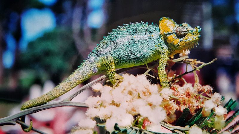 chameleon, colorful, reptile, 4k