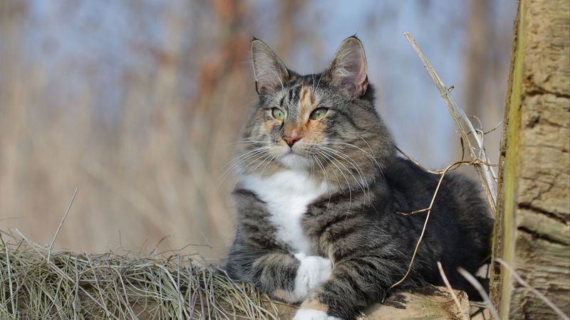 norwegian forest cat, cat, fluffy, 4k