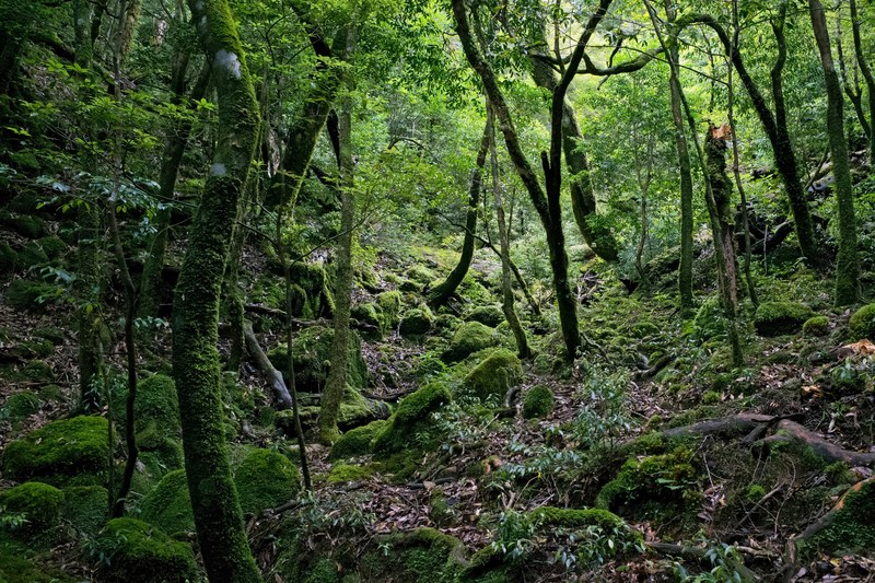 mystical forest 4k