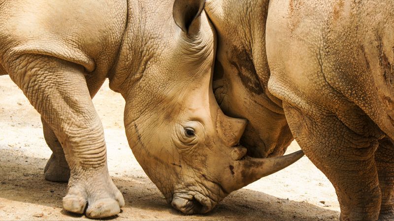 rhinoceroses, couple, horns, 4k