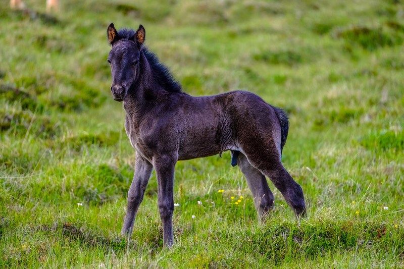 baby horse 4k