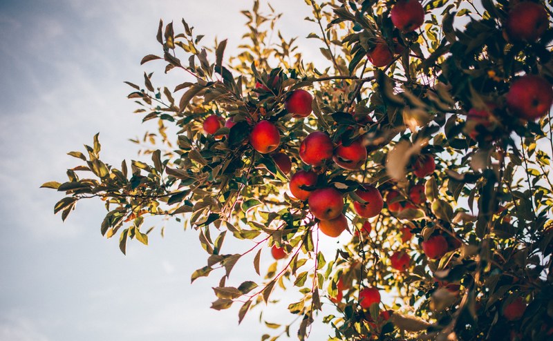apple picking 4k