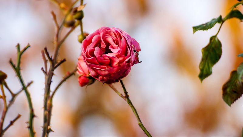 rose, flower, bud, close-up, 4k