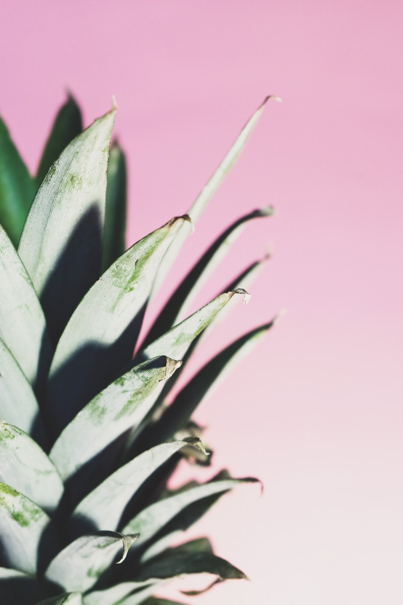 plant fruit crown and pineapple hd, 4k