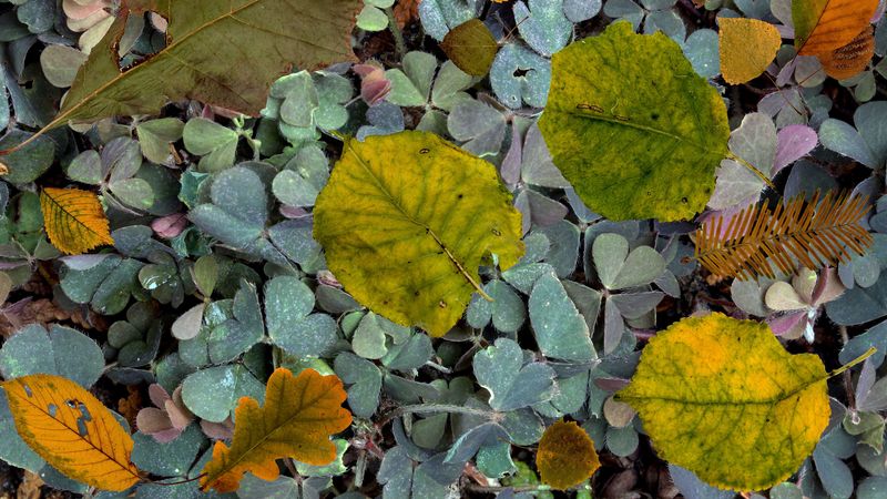 leaves, fern, autumn, fallen, 4k