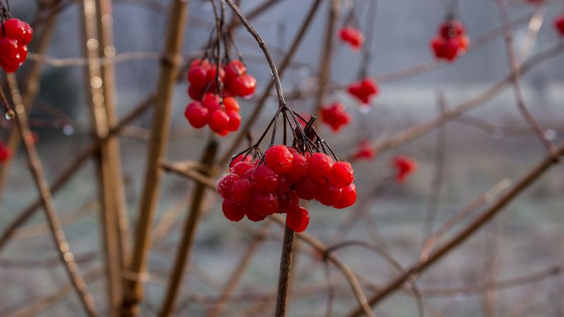 rowan, berry, branch, 4k