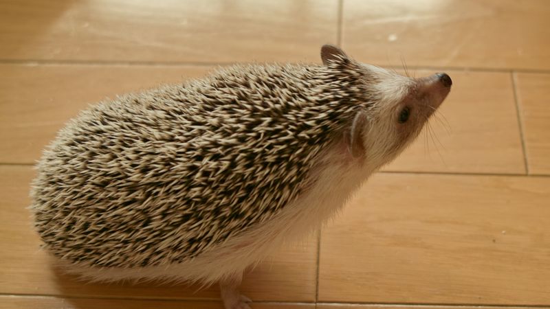 hedgehog, prickles, curiosity, 4k