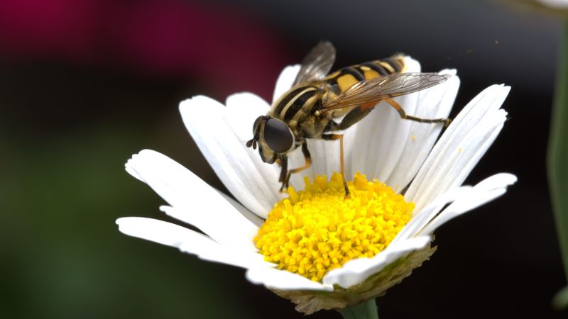 daisy, bee, flower, pollination, 4k