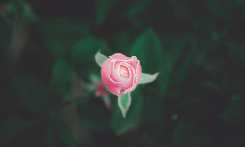 blossoming in nature 4k