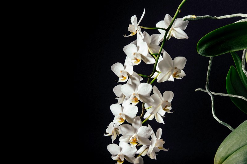 a cluster of white orchids on a long stem against a black background, white orchids on black 4k