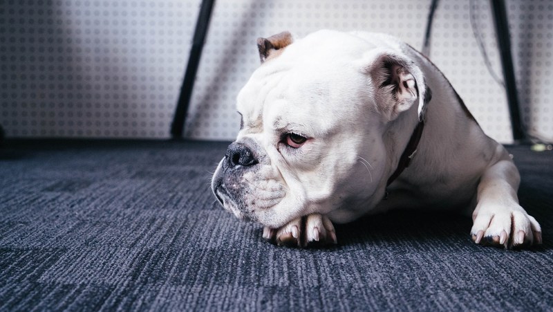 a white bulldog lying down on a carpet, resting bulldog 4k