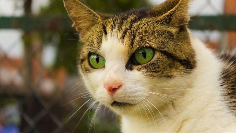 cat, face, spotted, green-eyed, 4k