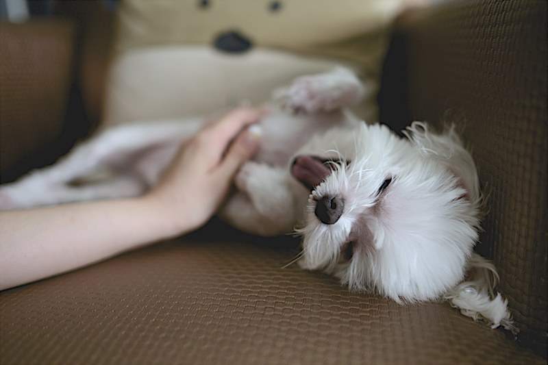 a person stroking a small white yawning dog on a sofa, stroking a yawning dog 4k