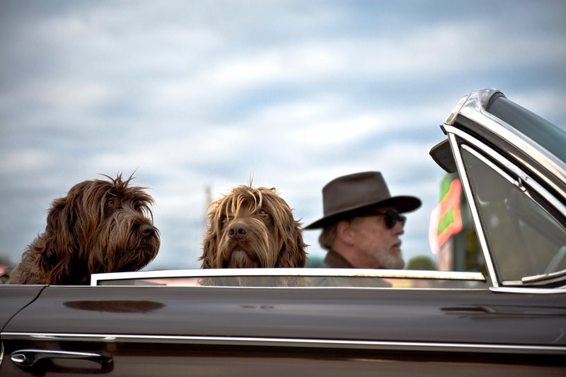 man with a beard and sunglasses riding in his convertible with two dogs, dog days 4k