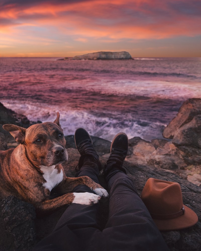 a dog sat on the legs of its owner with the waves lapping against the rocks and the sun setting in the distance gold coast, dog and owner watching the coastal sunset 4k