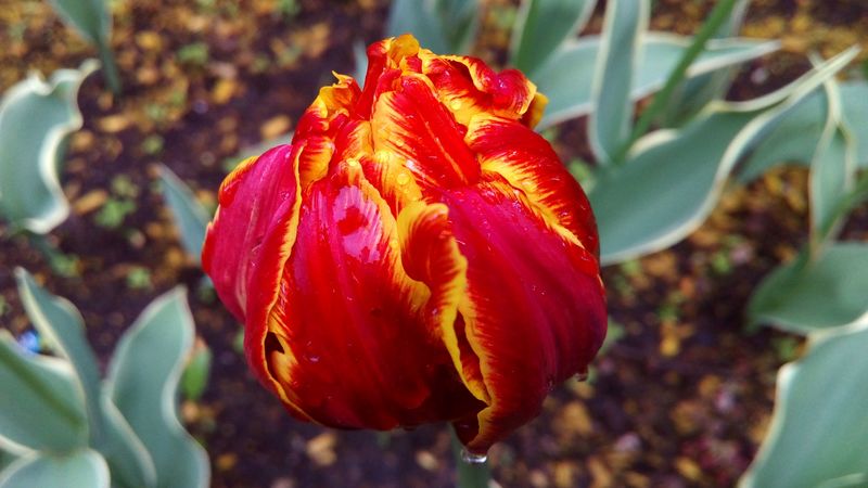 tulip, petals, striped, close-up, 4k