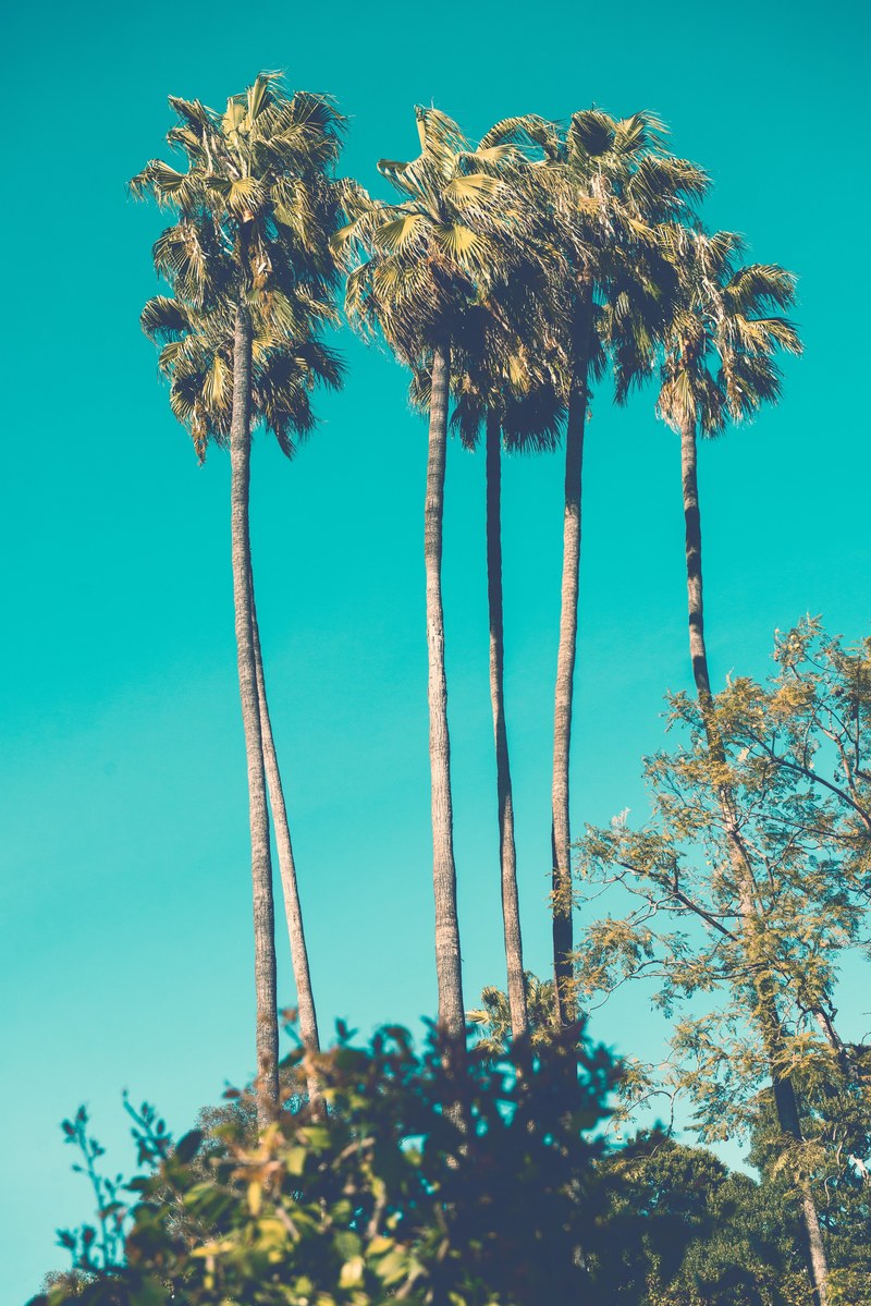 a cluster of palm trees, palm trees 4k