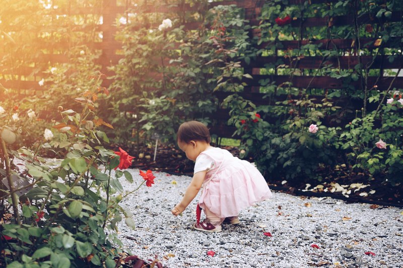 cute baby picks up rose petals along a stone garden path, picking up flowers 4k