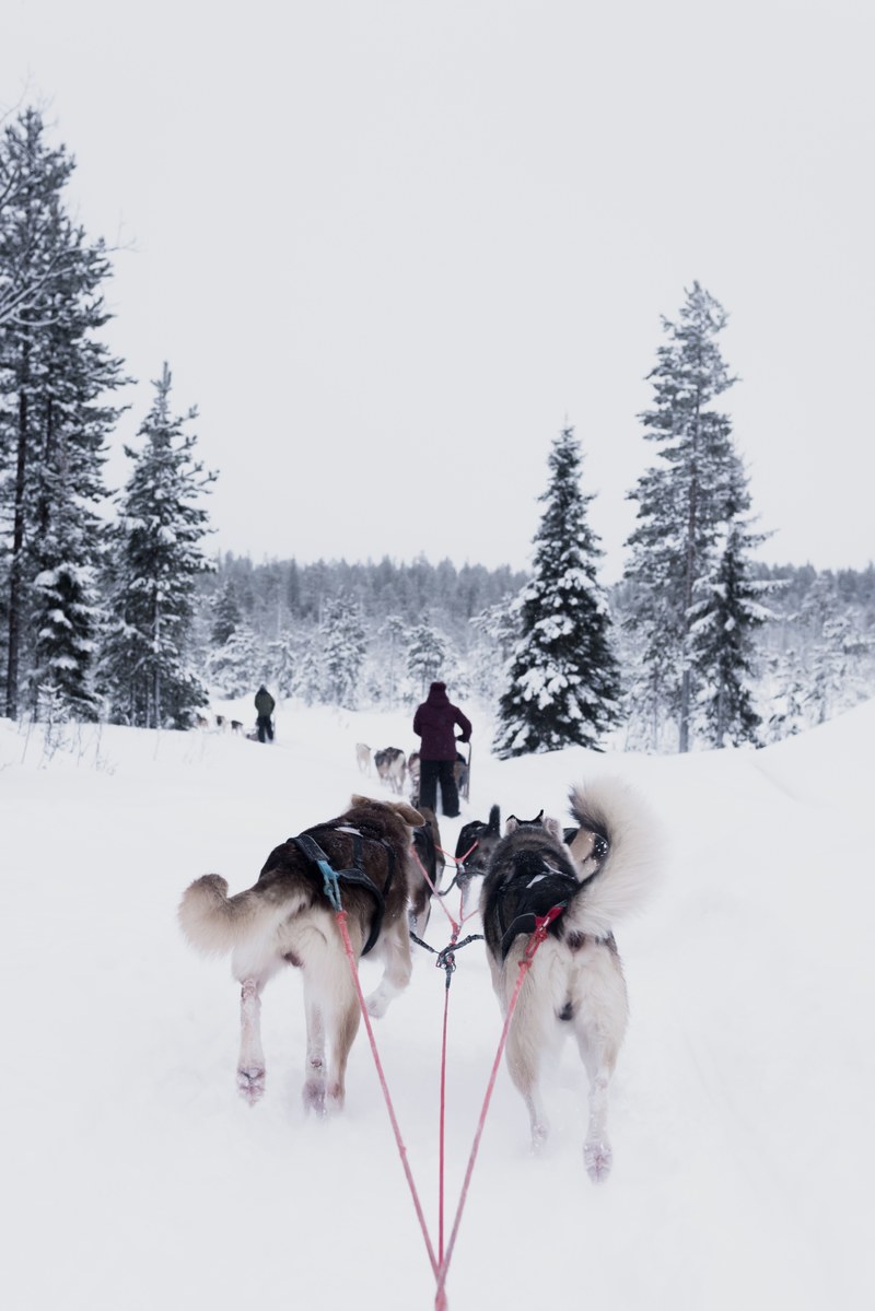 man with dog sled is followed by two other dogs pulling another sled in rovaniemi, dog sledding in rovaniemi 4k