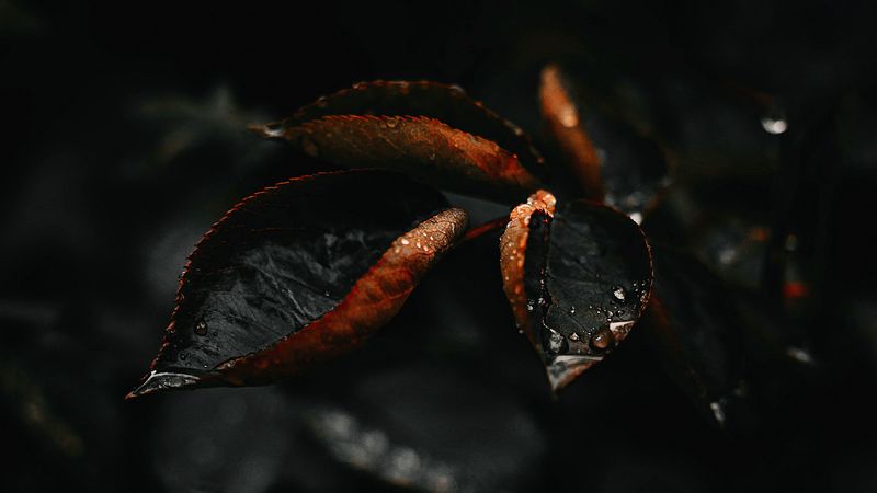 leaf, drop, plant, macro, 4k