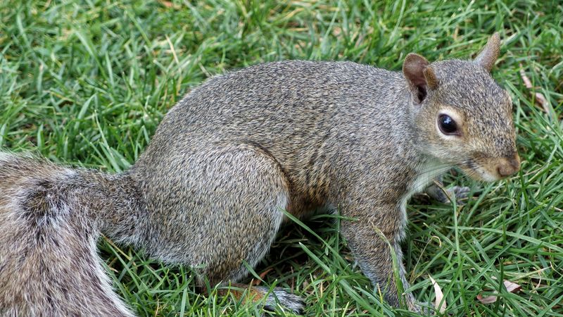 squirrel, grass, tail, 4k