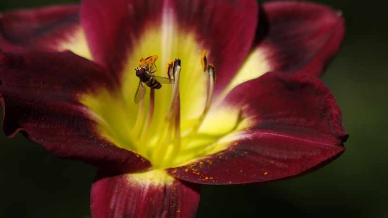 tulip, bee, pollination, petals, 4k