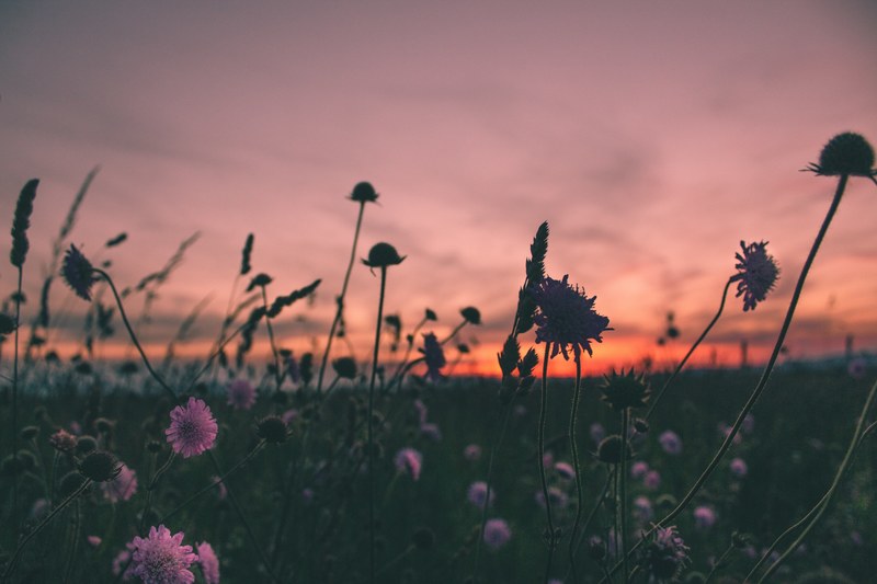 close up purple field flowers taken against a pink and orange sunset, _breeze 4k