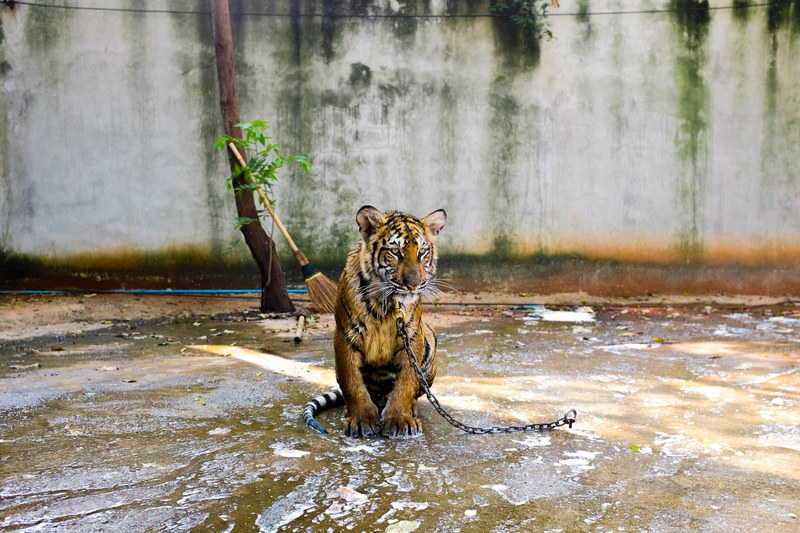 sad tiger in captivity in puddle on chain in zoo with brush tree white wall background, sad tiger chain 4k