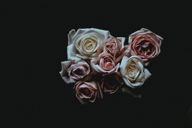 an overhead shot of white and pink roses against a black background, darkness and roses 4k