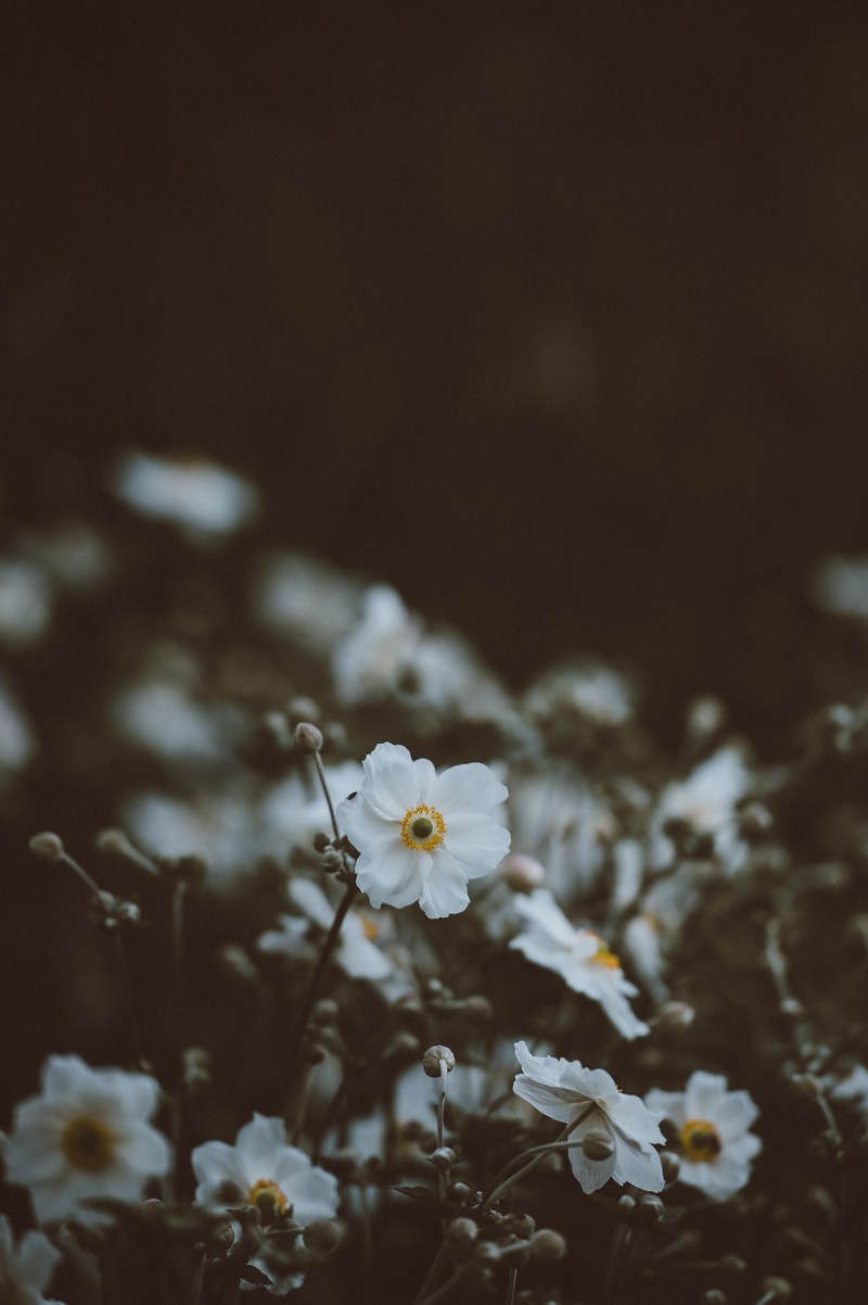 anemone 4k