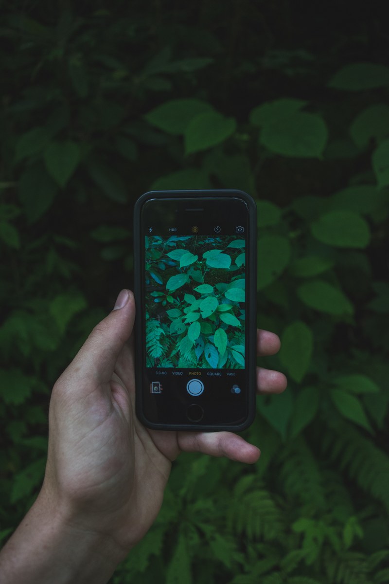 photo phone leafe and green hd, 4k