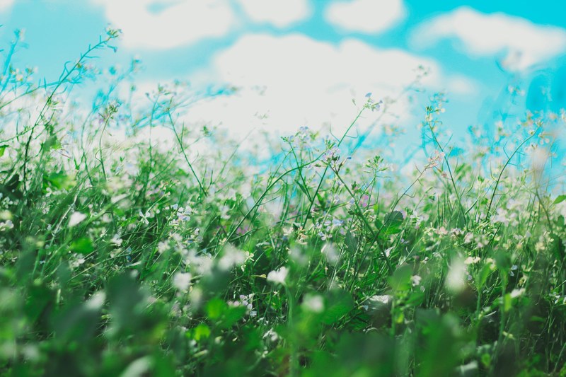 a low shot of a patch of grass with tiny white flowers, grass patch under blue sky 4k