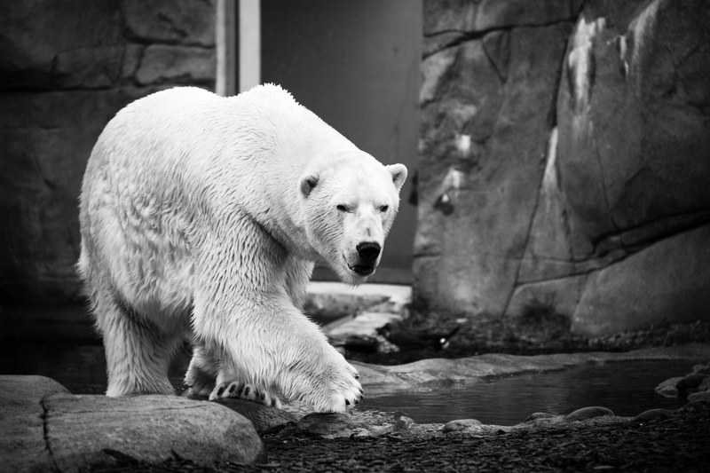 black and white shot of polar bear walking in zoo enclosure in denmark, polar bear in denmark 4k