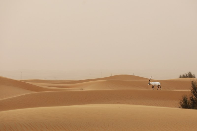 ansonfoto oryx arabian oryx and dubai wild life 4k